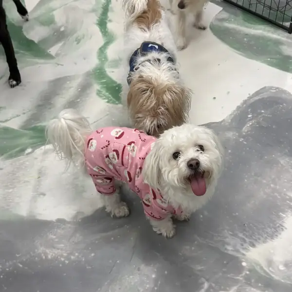 Indoor play area at K9 Rox Club dog daycare
